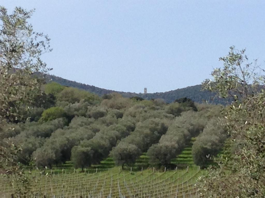 Podere Oslavia Az.Agr.Bio Giannini Alberese Buitenkant foto